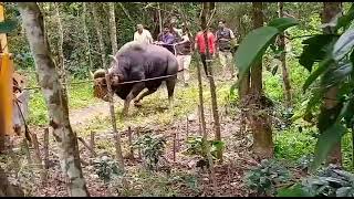 Bison was Rescued and released in the forest, See the Power Of Bison 😲😱