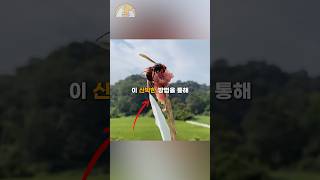 말벌 씨를 말리는 놀라운 퇴치법