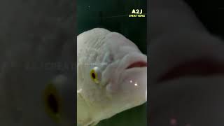 Aggressive gourami fish| Easily Stop Gourami Fish From Acting Aggressive