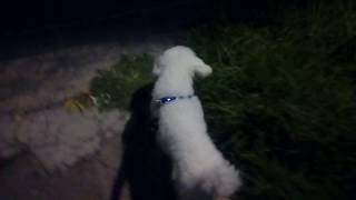 Sacando a mi perrito, a pasear de noche.