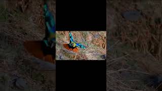 Monal Pheasant Dancing to impress Female SubhanAllah