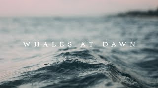 Nacre - Whales at Dawn