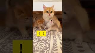 Mom please lick me 😕 cute kitten reaction 🥰 while mommy cat licking his brother #respectshorts