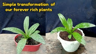 SIMPLE TRANSFORMATION OF MY FOREVER RICH PLANT THAT YOU CAN DO ALSO IN YOUR PLANTS