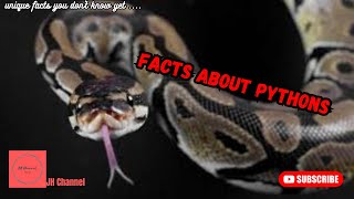 5 Interesting Facts About Pythons, Unique facts you don't know yet…