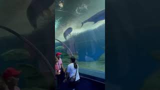 Up Close with Sea Life at Underwater World Pattaya! #short #vibes #respect  #aquarium #trend