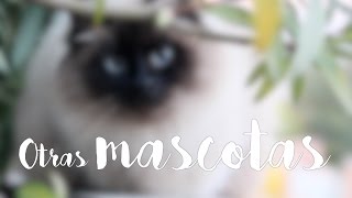 Otras Mascotas (no emplumadas) | Vlog (II)