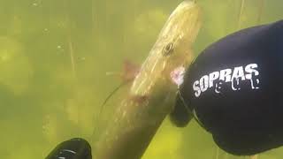 spearfishing estonia щучья охота