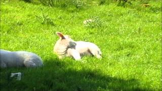 SHEEP AT PENMACHNO