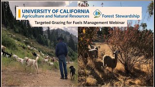 Targeted Grazing in Forested Landscapes  A Forest Stewardship Follow up Session