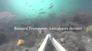 Conger eel and other interesting fish under the jetty.