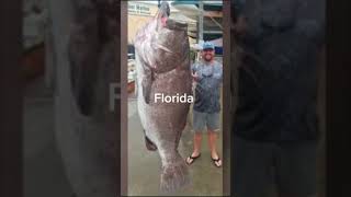 Biggest fish ever caught from each state part 1