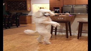 dog climbing stares with two feet funny dog Videos #shorts