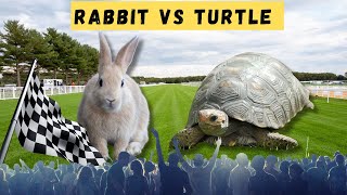 Rabbit vs Turtle : Who Wins?