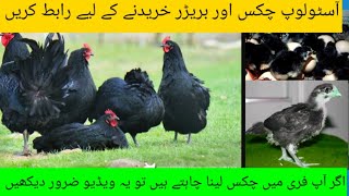 australorp chicks for sale in pakistan|austrolop k bachy for sale