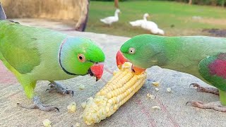 Talking Parrots Eating Fresh Corn | Natural Parrot Sounds