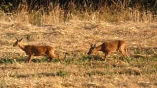 ROEBUCK RUTTING SEASON 2022