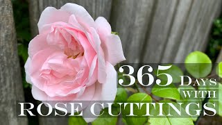 365 Days with Rose Cuttings