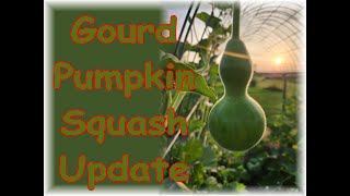 Gourd Pumpkin Squash update