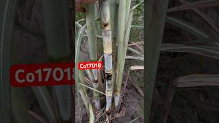 Co17018 sugarcane variety #sugercane #agricultura