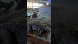 WOW ! Hungry crocodile , Let's to Feeding to group of crocodiles at farm