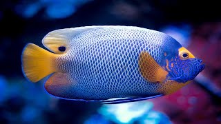 1 Hour of Stunning Aquarium Relax Music, Beautiful Aquarium Fish, Relaxing Ocean Fish