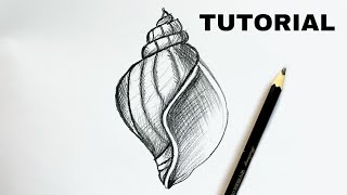 How to Draw a Seashell | Pencil Tutorial