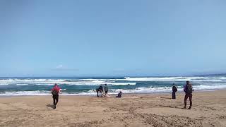 Dune  Is arenas. Narbolia Oristano. One of the largest pine forests in Europe. Sardinia. Italy