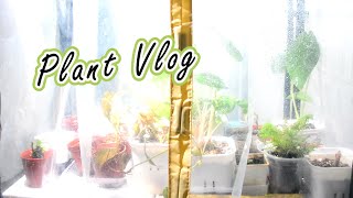 觀音蓮和蔓綠絨的臨時悶箱&水培日常#plantvlog🌿Temporary greenhouse and daily hydroponics of Alocasia and Philodendron