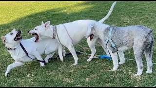 89. Pitbull Plays with New Sheepdog Friend and Lab 2 07/26/2024 #pitbull #labrador #sheepdog