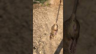 आज पकड़ में आया है |Mouse| #mouse #funny #shortsfeed #viral #reaction #animal