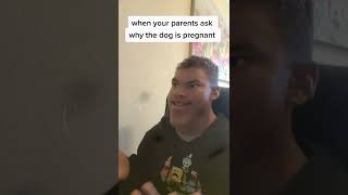 When The Dog Is Pregnant