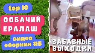 ЗАБАВНЫЕ выходки озорных СОБАК! 😹, ВЫПУСК №5