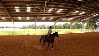 Virtual Horse Show Mounted Novice Horsemanship Pattern. Riding Holsteiner showjumper mare