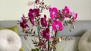 Thanksgiving orchid arrangement 🍁 | Viva orchids of Boca Raton