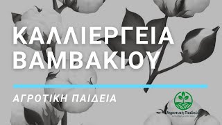 Η καλλιέργεια του βαμβακιού στην Ροδόπη - Αγροτική παιδεία - S1E1 -