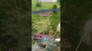 Вітаю ПІДПИШИСЬ SUBSCRIBE #злаки #садівництво #українськийконтент #tiktok #garden#plants#flowers#sad