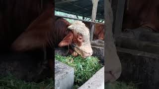 pakan hijauan #peternakmilenial #sapi #peternaksapiindonesia #cow #animals