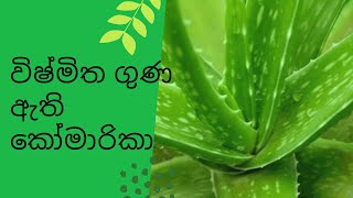 විෂ්මිත ගුණ ඇති කෝමාරිකා Aloe vera has amazing properties