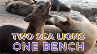 Galápagos sea lion doesn't want to share a bench