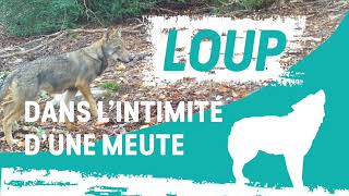 [Série] Loup : Dans l'intimité d'une meute - [Épisode 8] Premières sorties