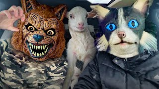 Cat Surprises Dogs with Dancing Car Ride by Ducky life