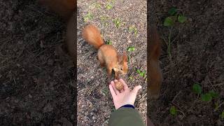 🐿️Squirrel wanting hazelnuts😌#animals #squirrel #mylife #cute #동물 #shorts #feed #动物 #松鼠 #wild