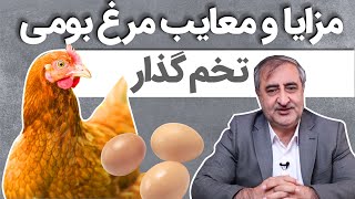 مزایا و معایب مرغ بومی تخم گذار Advantages & disadvantages of breeding indigenous egg laying hen