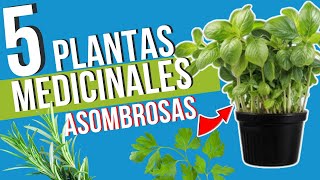 🌿🚀 5 Nuevas PLANTAS MEDICINALES que Debes Cultivar en tu HUERTA | ¡CONOCE sus BENEFICIOS!