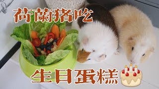 【荷兰猪】原声吃播！ 今天是过生日的两岁猪猪 来吃妈妈做的蔬果蛋糕啦