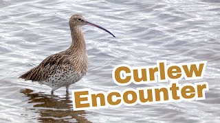 Wild Bird Spotting - A Curlew Encounter