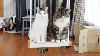 相乗りブランコなねこ。-Maru and Swing-carpooling.-