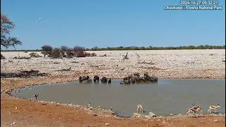 Herd of Blue Wildebeeste/Gnus  ( connochaetes taurinus ) at Okaukuejo Waterhole