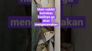 Main sabiki/kotrekan hasilnya ga akan kecewa